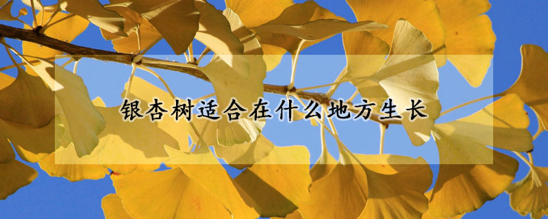 銀杏樹適合在什麼地方生長