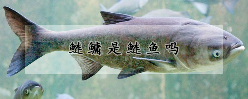 鰱鱅是鰱魚嗎