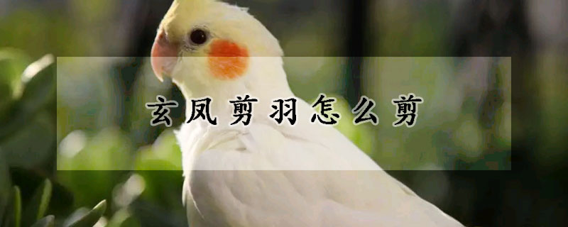 玄鳳剪羽怎麼剪