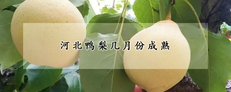 河北鴨梨幾月份成熟