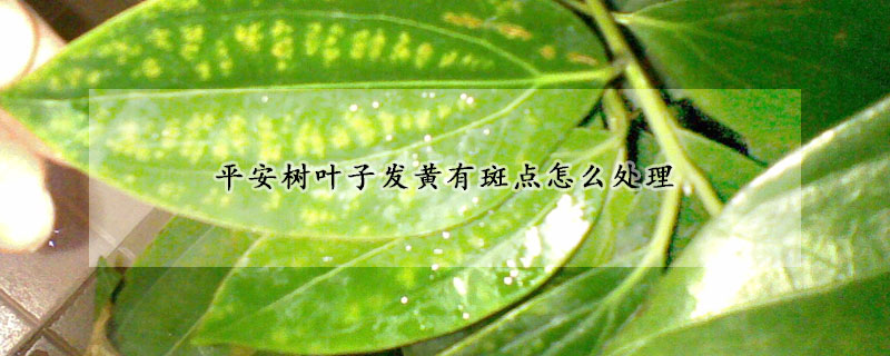 平安樹葉子發黃有斑點怎麼處理