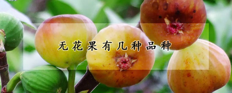 無花果有幾種品種