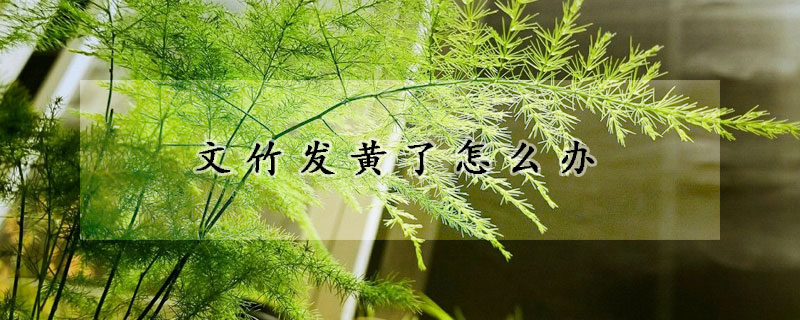 文竹發黃了怎麼辦