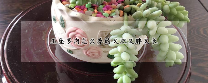 玉墜多肉怎麼養的又肥又胖又長