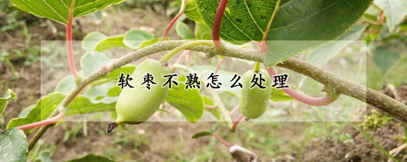 軟棗不熟怎麼處理