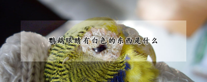 鸚鵡眼睛有白色的東西是什麼