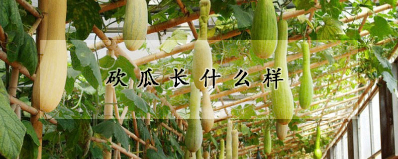 砍瓜長什麼樣