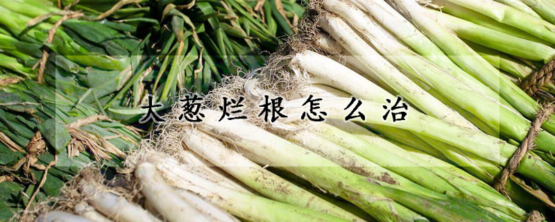 大蔥爛根怎麼治