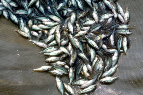 鱸魚多少錢一斤 鱸魚價格25元/斤