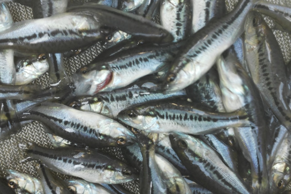 鱸魚多少錢一斤 鱸魚價格25元/斤