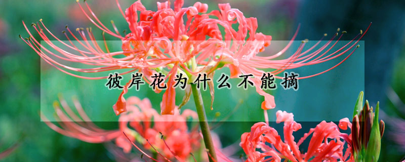 彼岸花為什麼不能摘