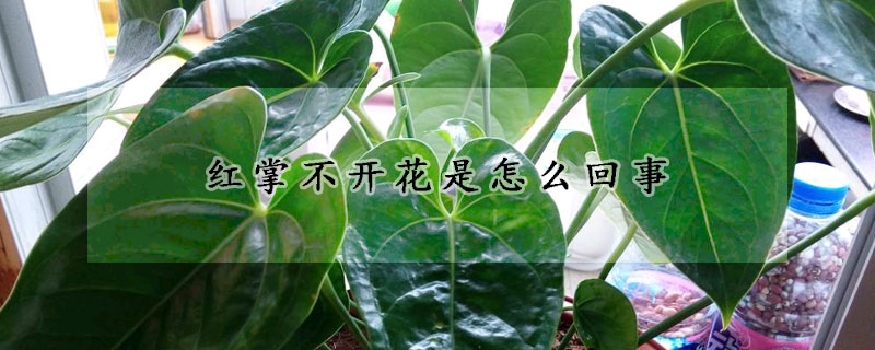 紅掌不開花是怎麼回事
