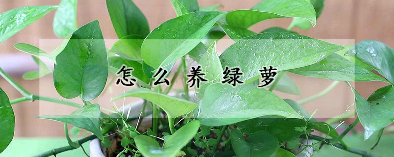 怎麼養綠蘿