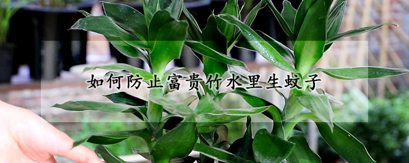 如何防止富貴竹水裏生蚊子