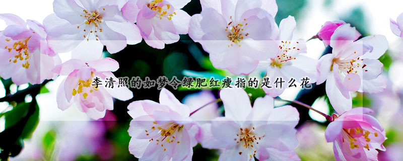李清照的如夢令綠肥紅瘦指的是什麼花