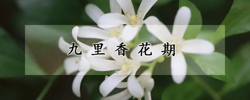 九裏香花期