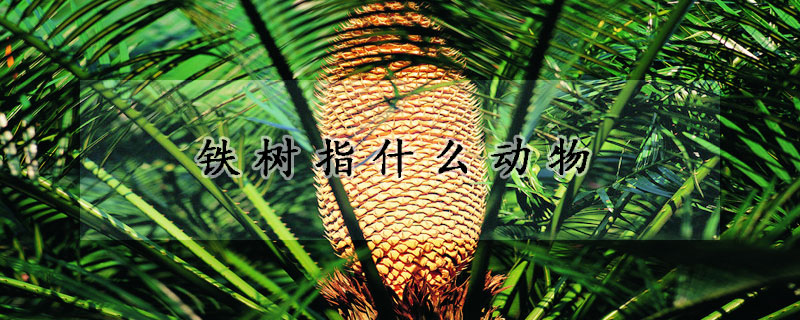 鐵樹指什麼動物