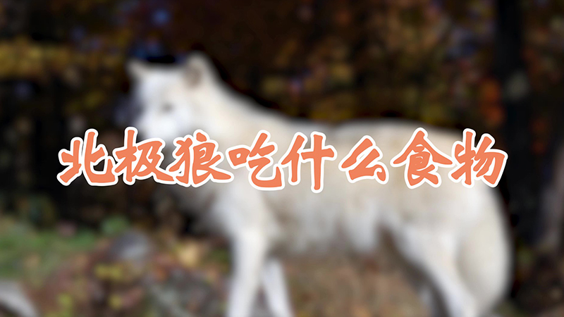 北極狼吃什麼食物