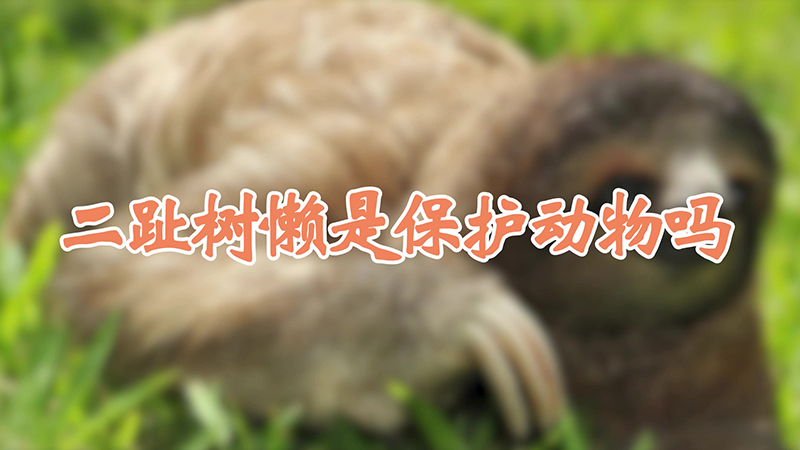 二趾樹懶是保護動物嗎