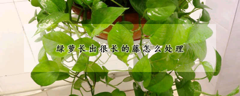 綠蘿長出很長的藤怎麼處理