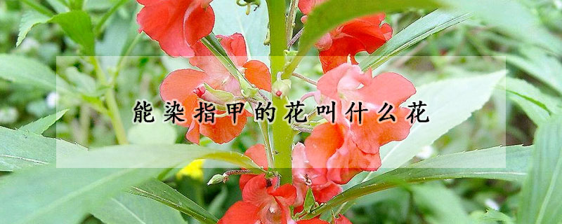 能染指甲的花叫什麼花