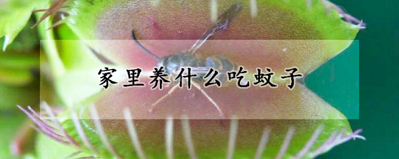 家裏養什麼吃蚊子