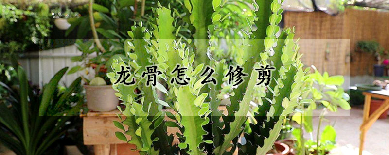 龍骨怎麼修剪