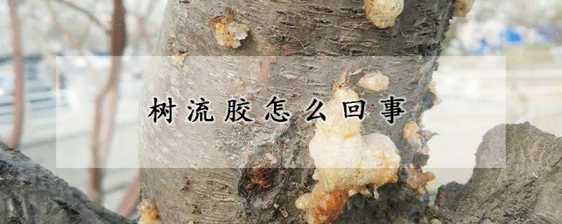 樹流膠怎麼回事