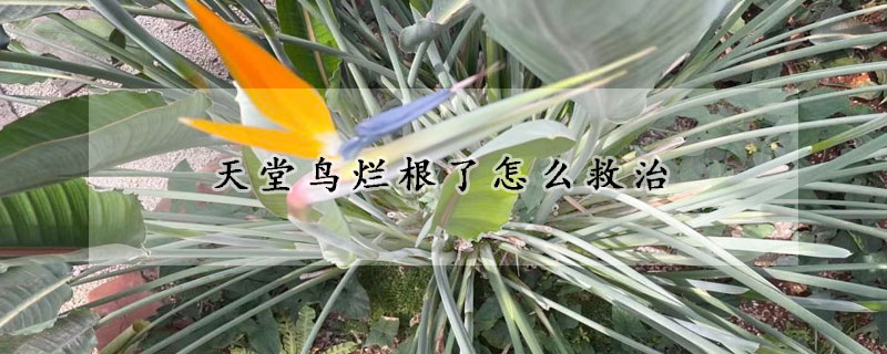 天堂鳥爛根了怎麼救治