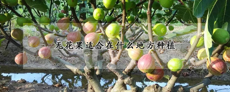 無花果適合在什麼地方種植