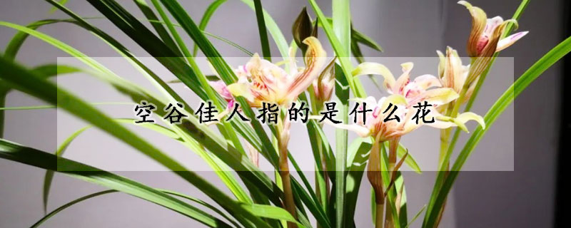 空穀佳人指的是什麼花