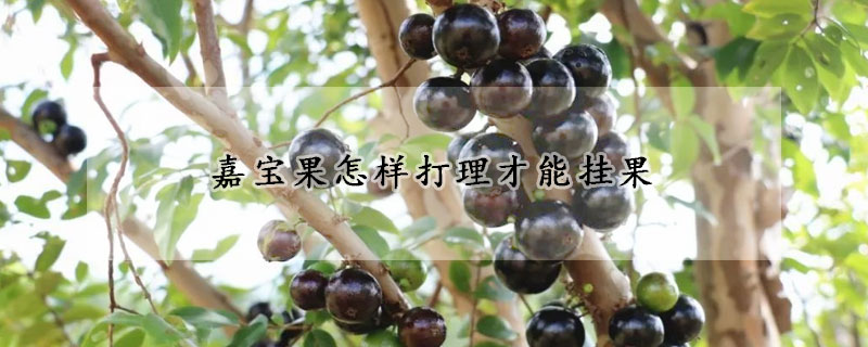 嘉寶果怎樣打理才能掛果