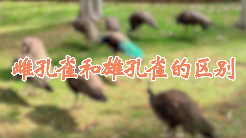 雌孔雀和雄孔雀的區別