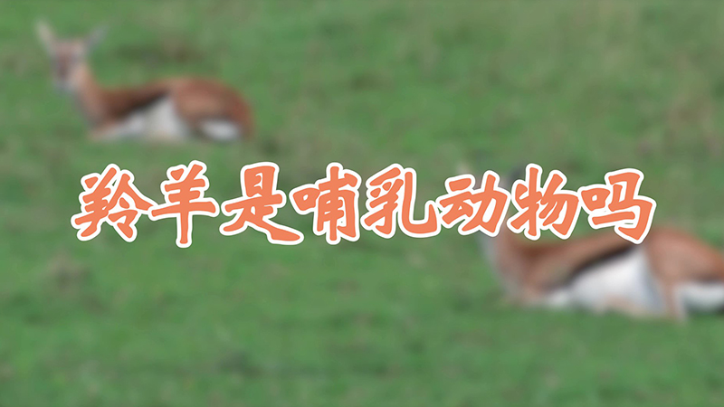 羚羊是哺乳動物嗎