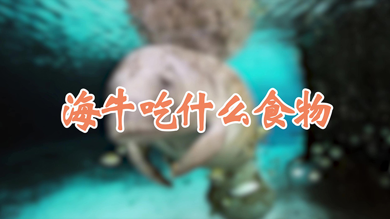 海牛吃什麼食物