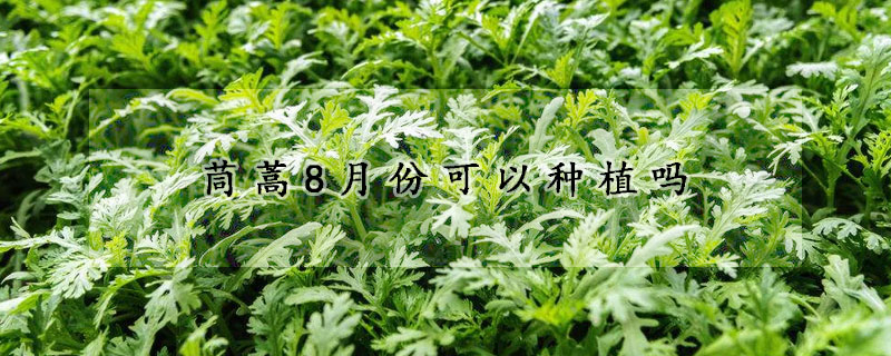 茼蒿8月份可以種植嗎
