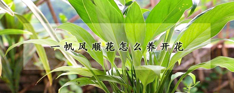 一帆風順花怎麼養開花