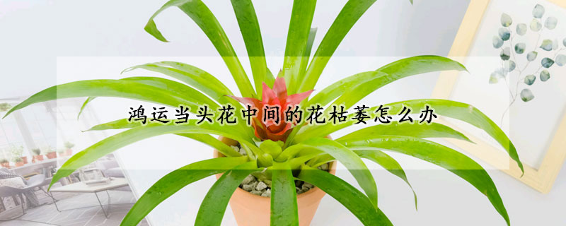 鴻運當頭花中間的花枯萎怎麼辦