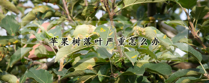 蘋果樹落葉嚴重怎麼辦