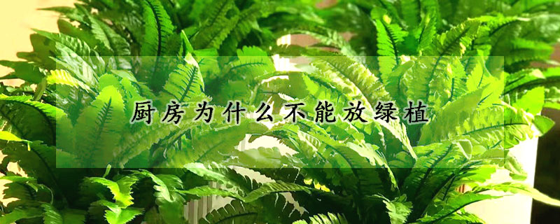 廚房為什麼不能放綠植