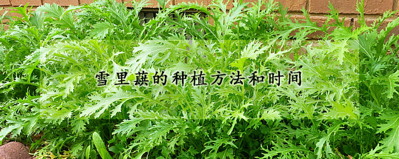 雪裏蕻的種植方法和時間