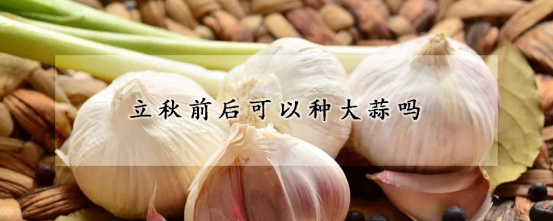 立秋前後可以種大蒜嗎