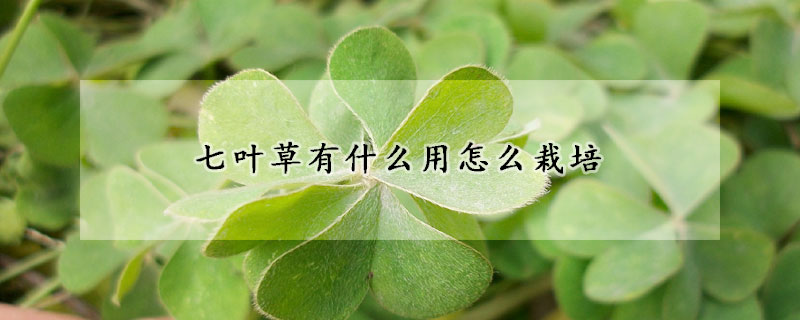 七葉草有什麼用怎麼栽培