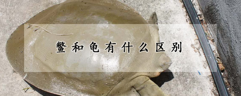 鱉和龜有什麼區別