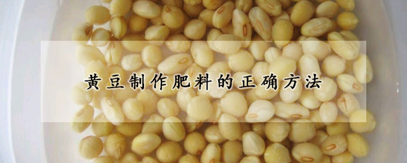黃豆製作肥料的正確方法