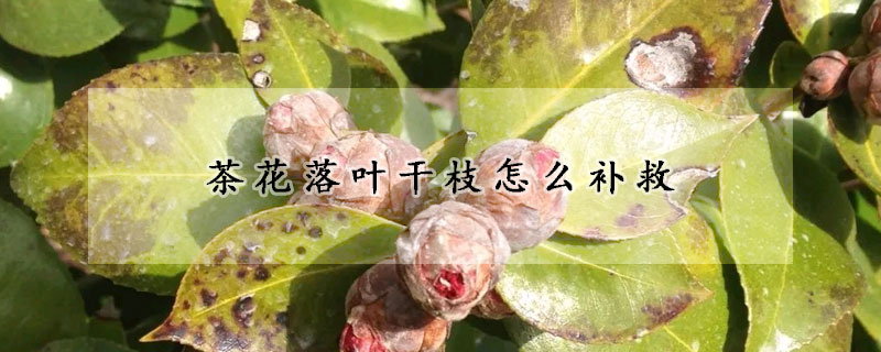 茶花落葉幹枝怎麼補救