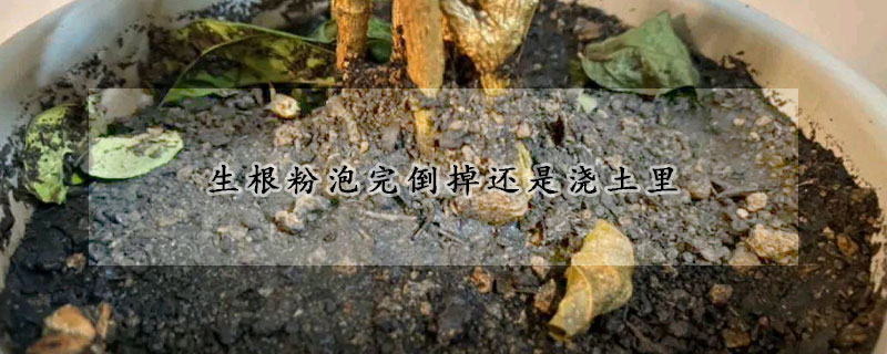 生根粉泡完倒掉還是澆土裏