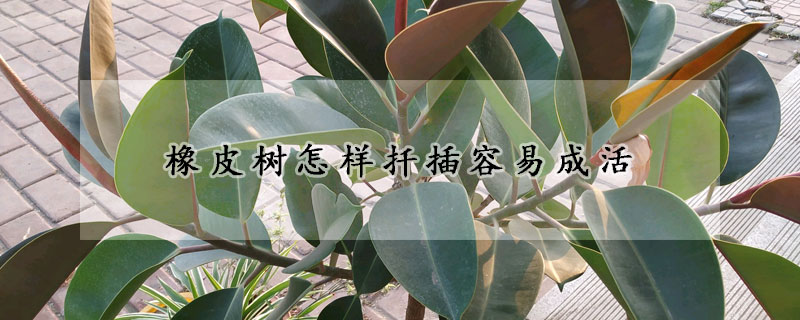 橡皮樹怎樣扡插容易成活