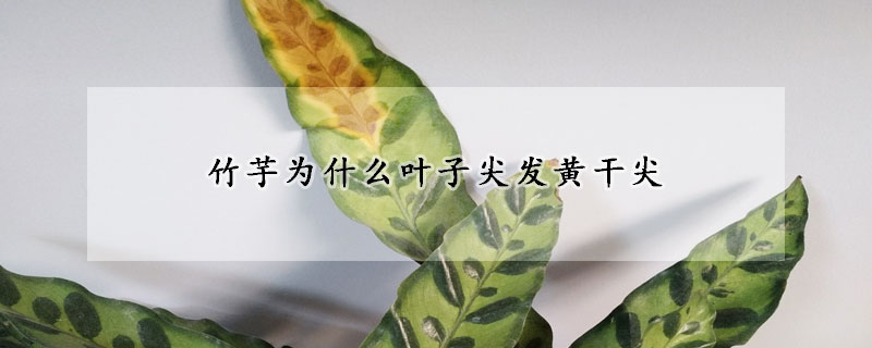 竹芋為什麼葉子尖發黃幹尖