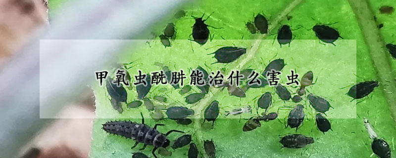 甲氧蟲酰肼能治什麼害蟲